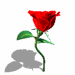 A dancing rose.